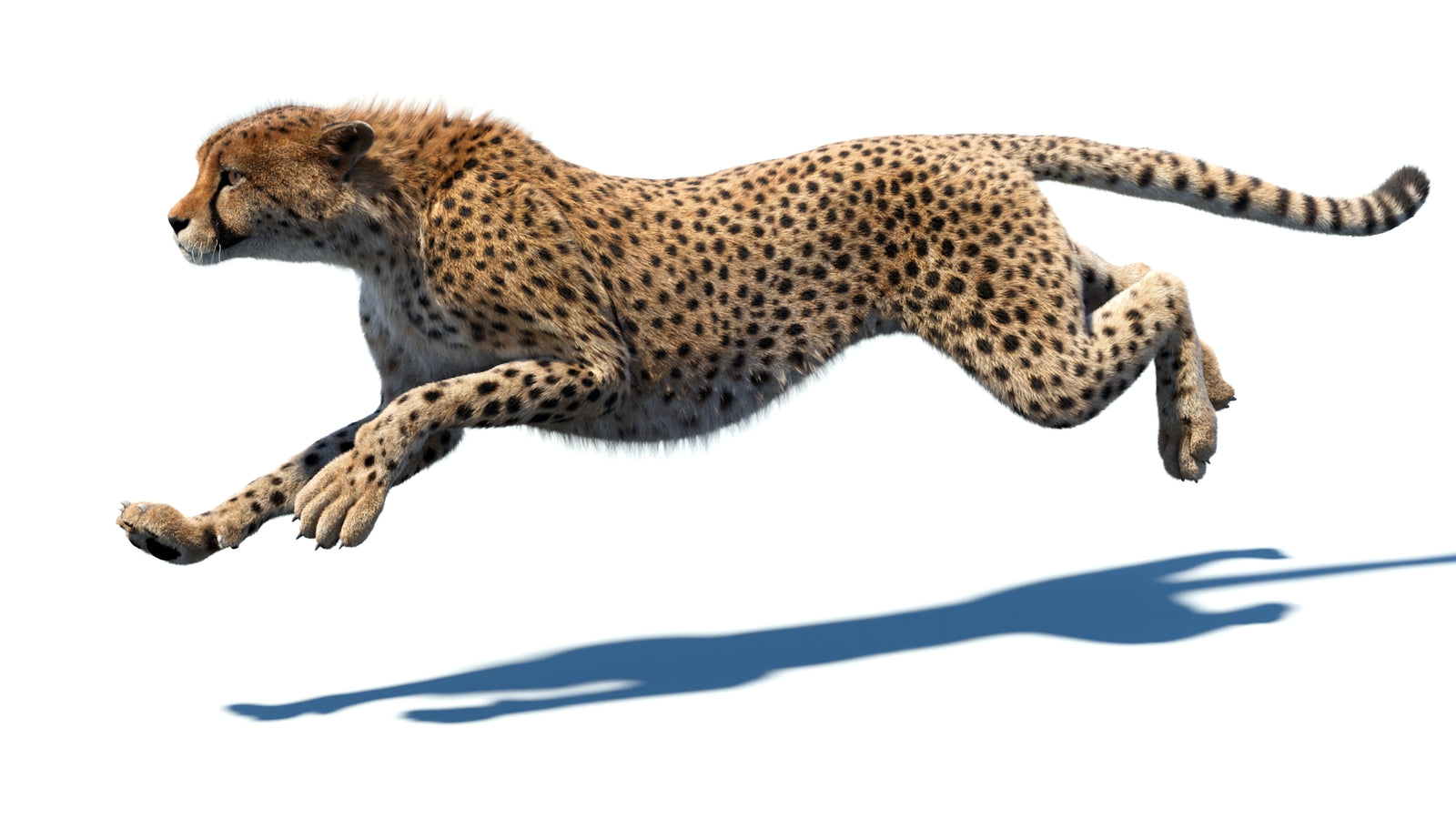 Animated Cheetah 3D Model Fur 360° view 5 frame 17