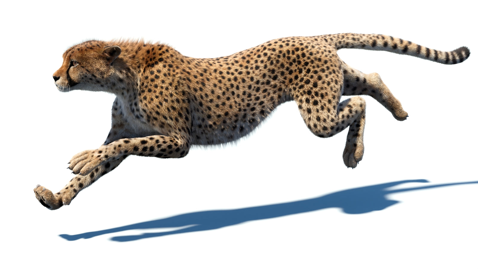 Animated Cheetah 3D Model Fur 360° view 5 frame 18