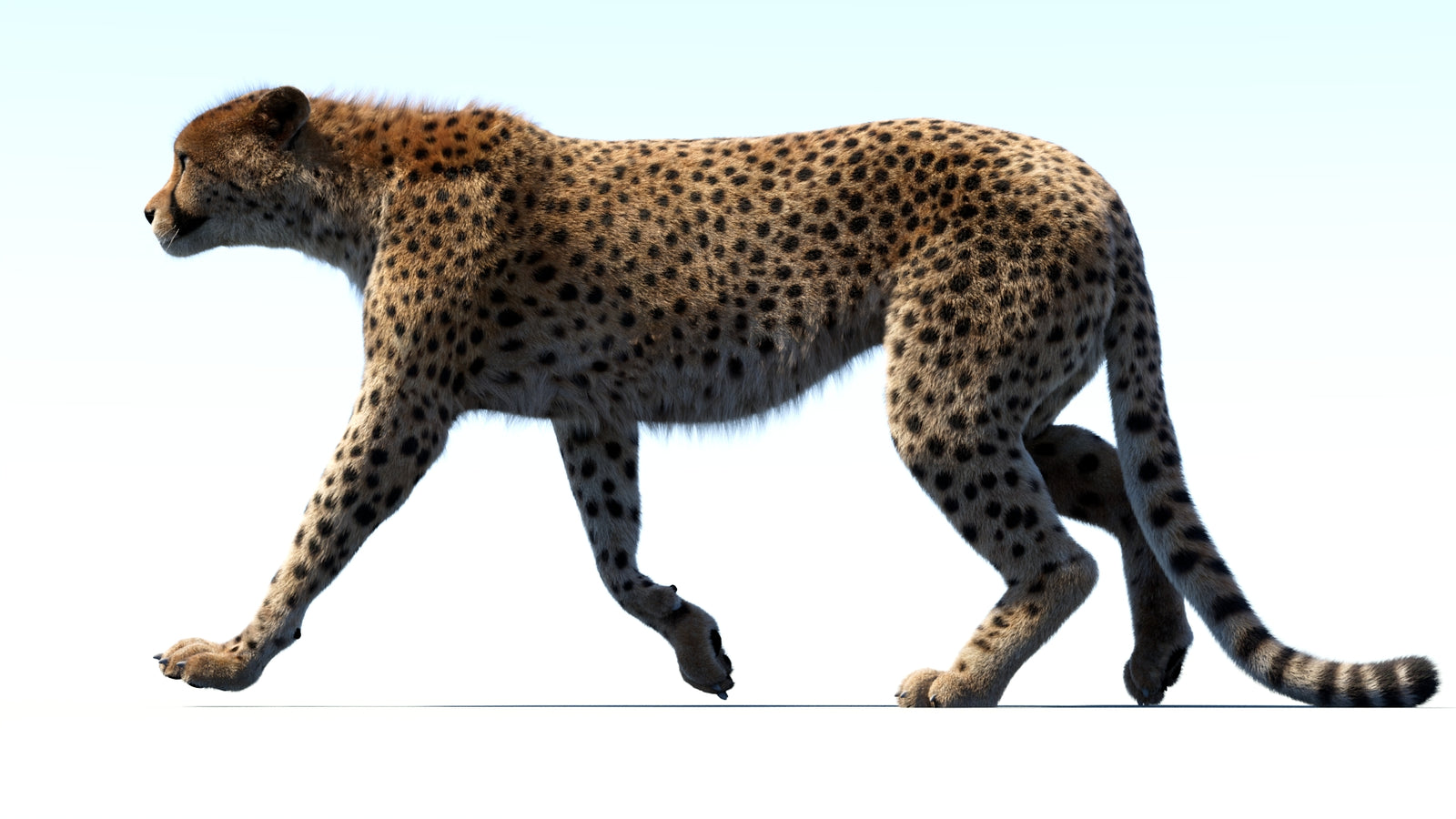 Animated Cheetah 3D Model Fur 360° view 3 frame 19