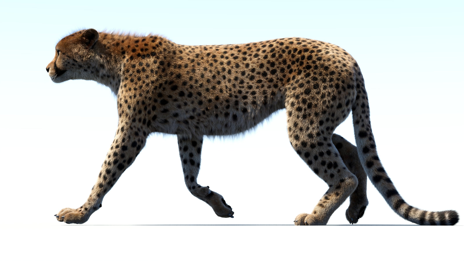 Animated Cheetah 3D Model Fur 360° view 3 frame 20