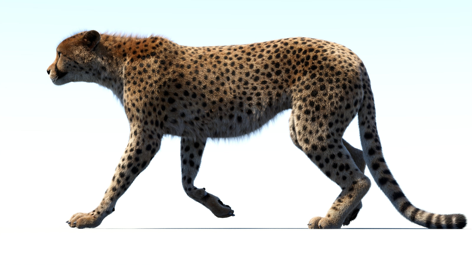 Animated Cheetah 3D Model Fur 360° view 3 frame 21