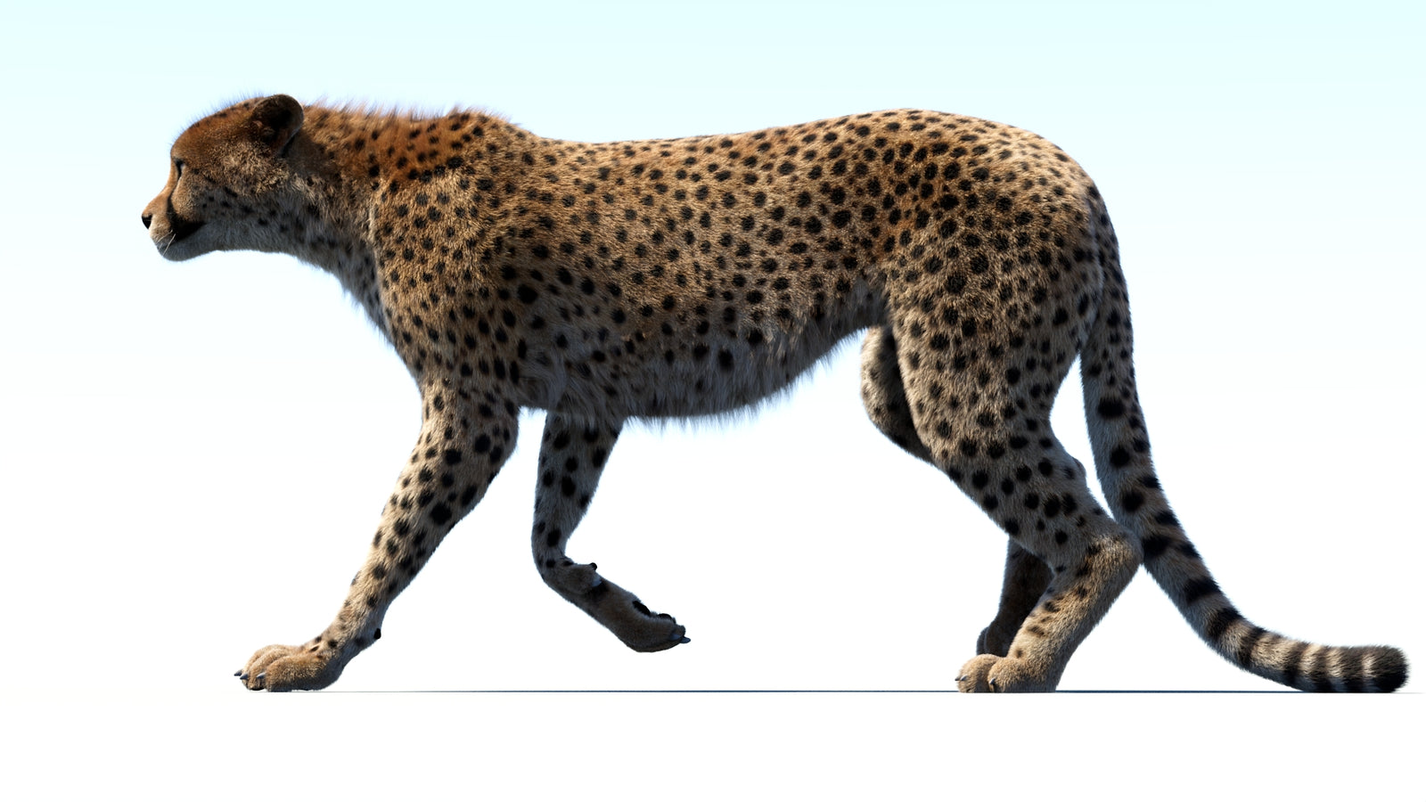 Animated Cheetah 3D Model Fur 360° view 3 frame 22