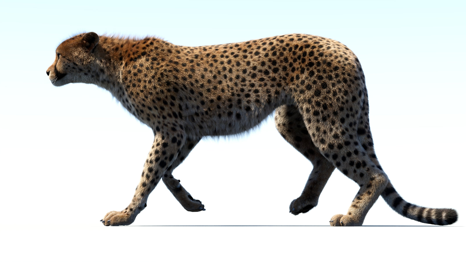 Animated Cheetah 3D Model Fur 360° view 3 frame 24