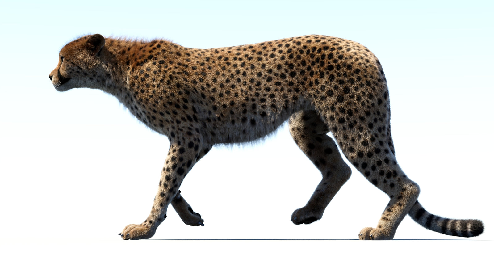 Animated Cheetah 3D Model Fur 360° view 3 frame 25