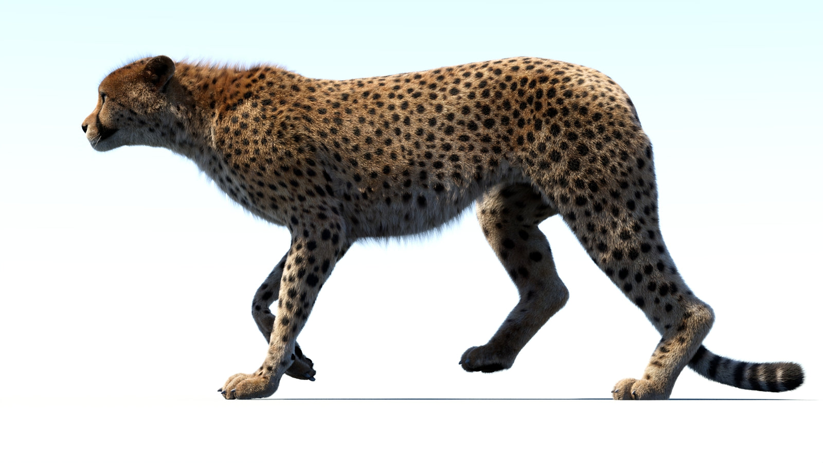 Animated Cheetah 3D Model Fur 360° view 3 frame 26