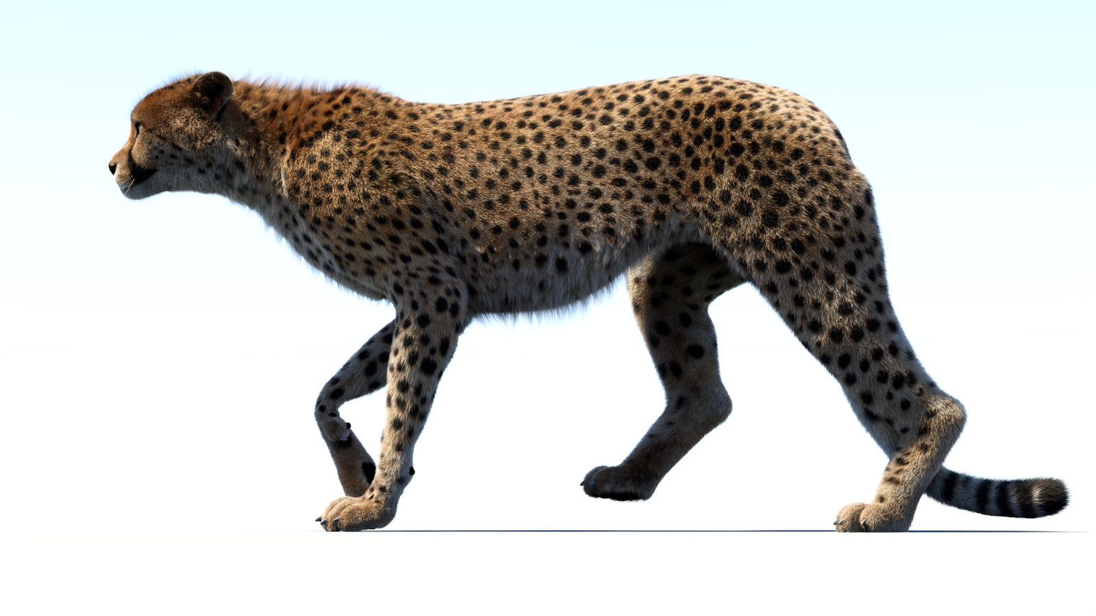 Animated Cheetah 3D Model Fur 360° view 3 frame 27