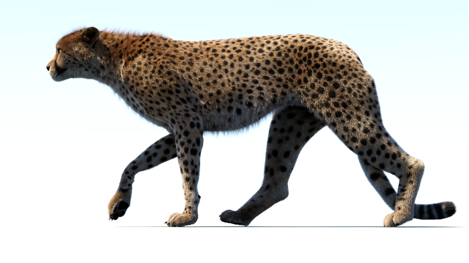 Animated Cheetah 3D Model Fur 360° view 3 frame 30