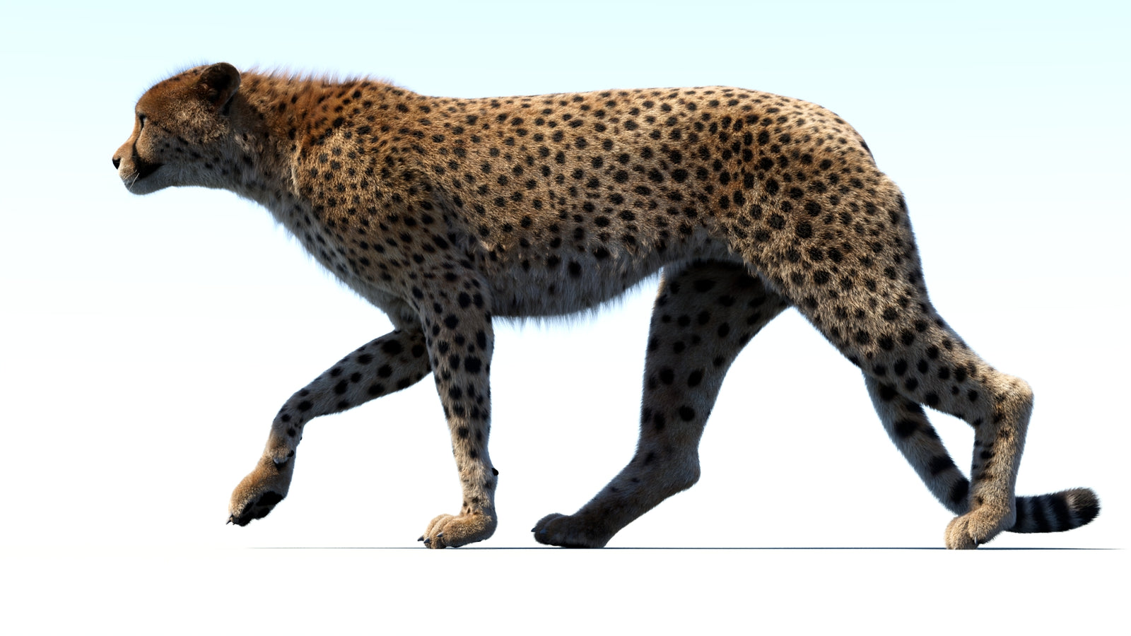 Animated Cheetah 3D Model Fur 360° view 3 frame 31