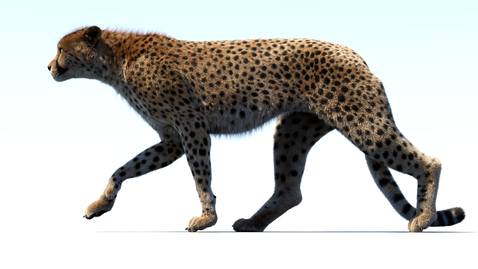 Animated Cheetah 3D Model Fur 360° view 3 frame 32