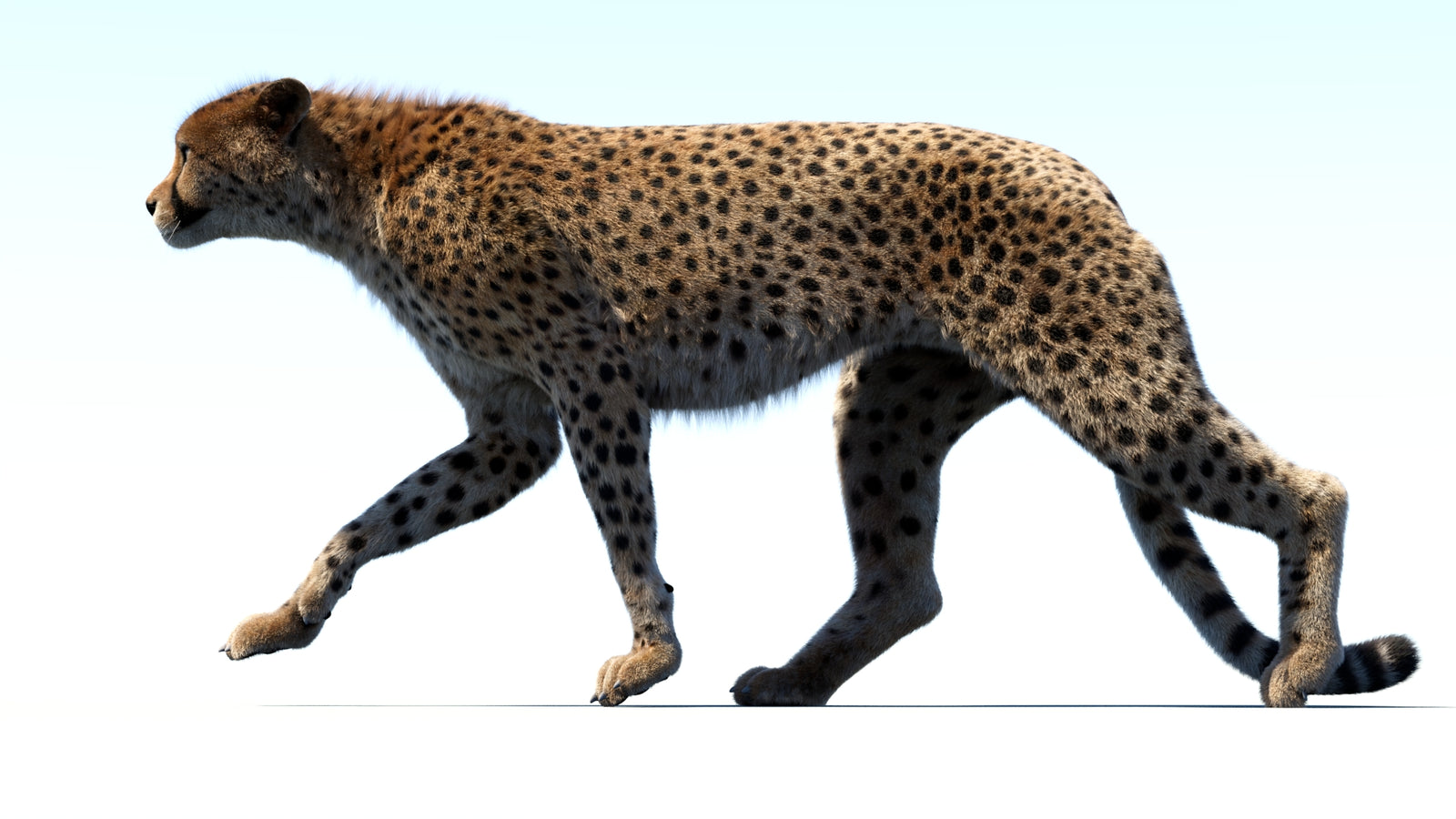 Animated Cheetah 3D Model Fur 360° view 3 frame 33