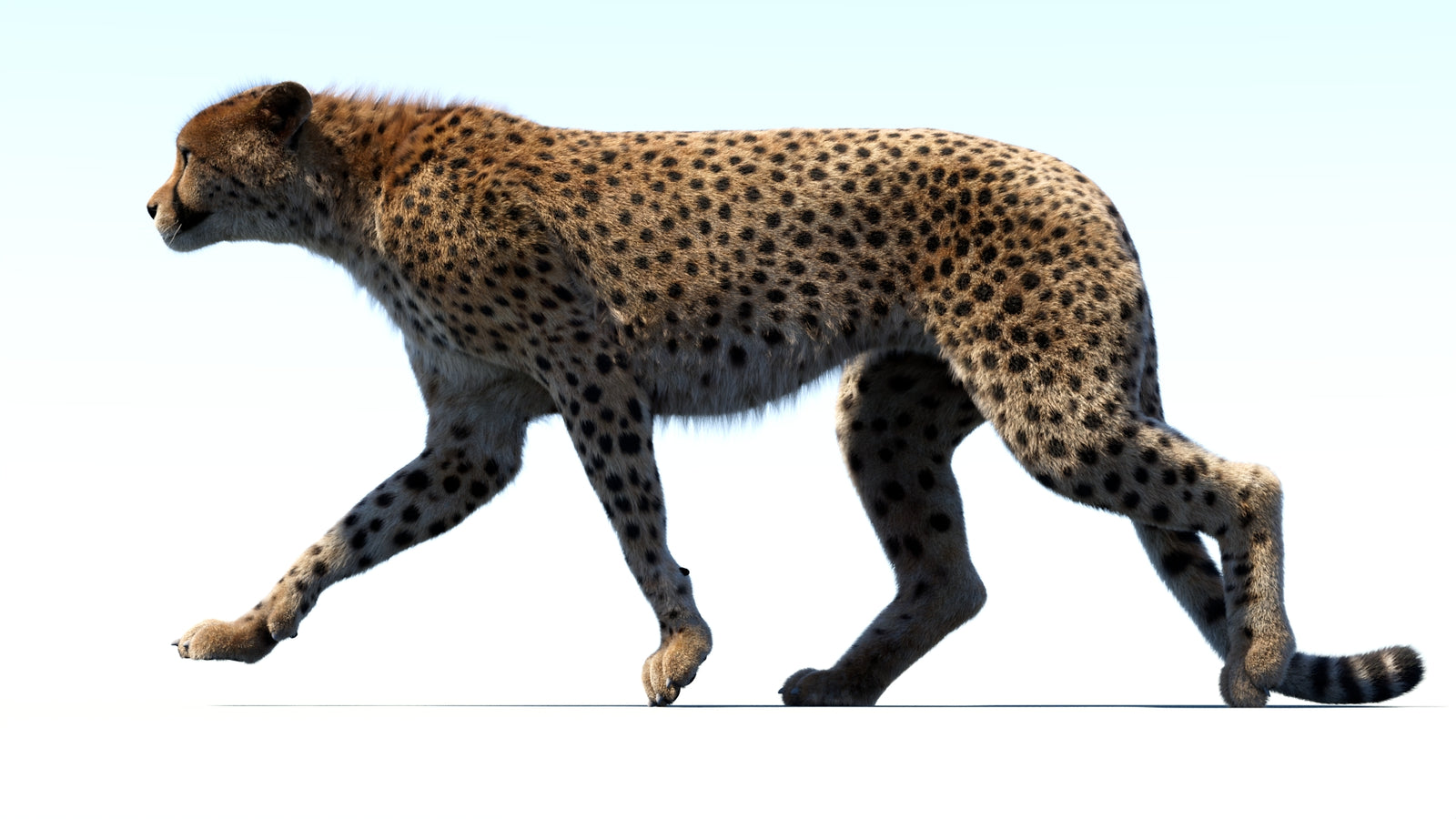 Animated Cheetah 3D Model Fur 360° view 3 frame 35