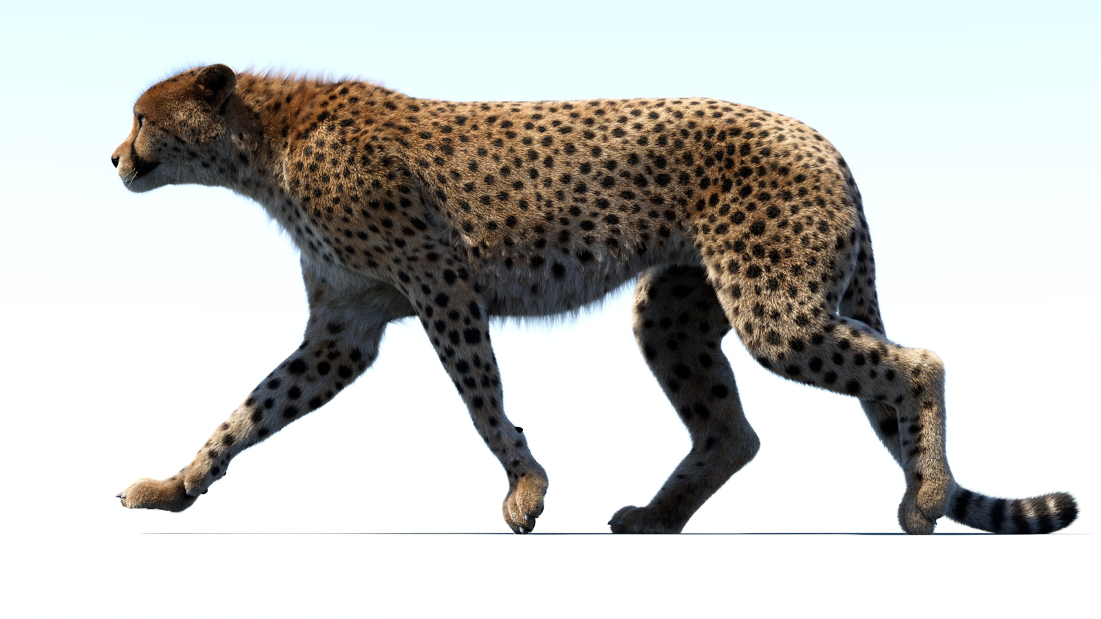 Animated Cheetah 3D Model Fur 360° view 3 frame 36