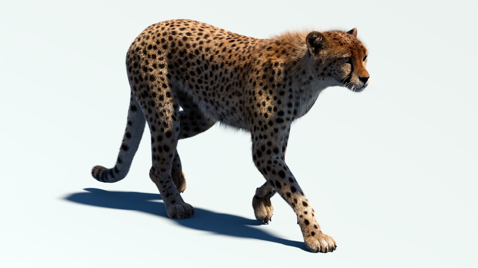 Animated Cheetah 3D Model Fur 360° view 2 frame 3