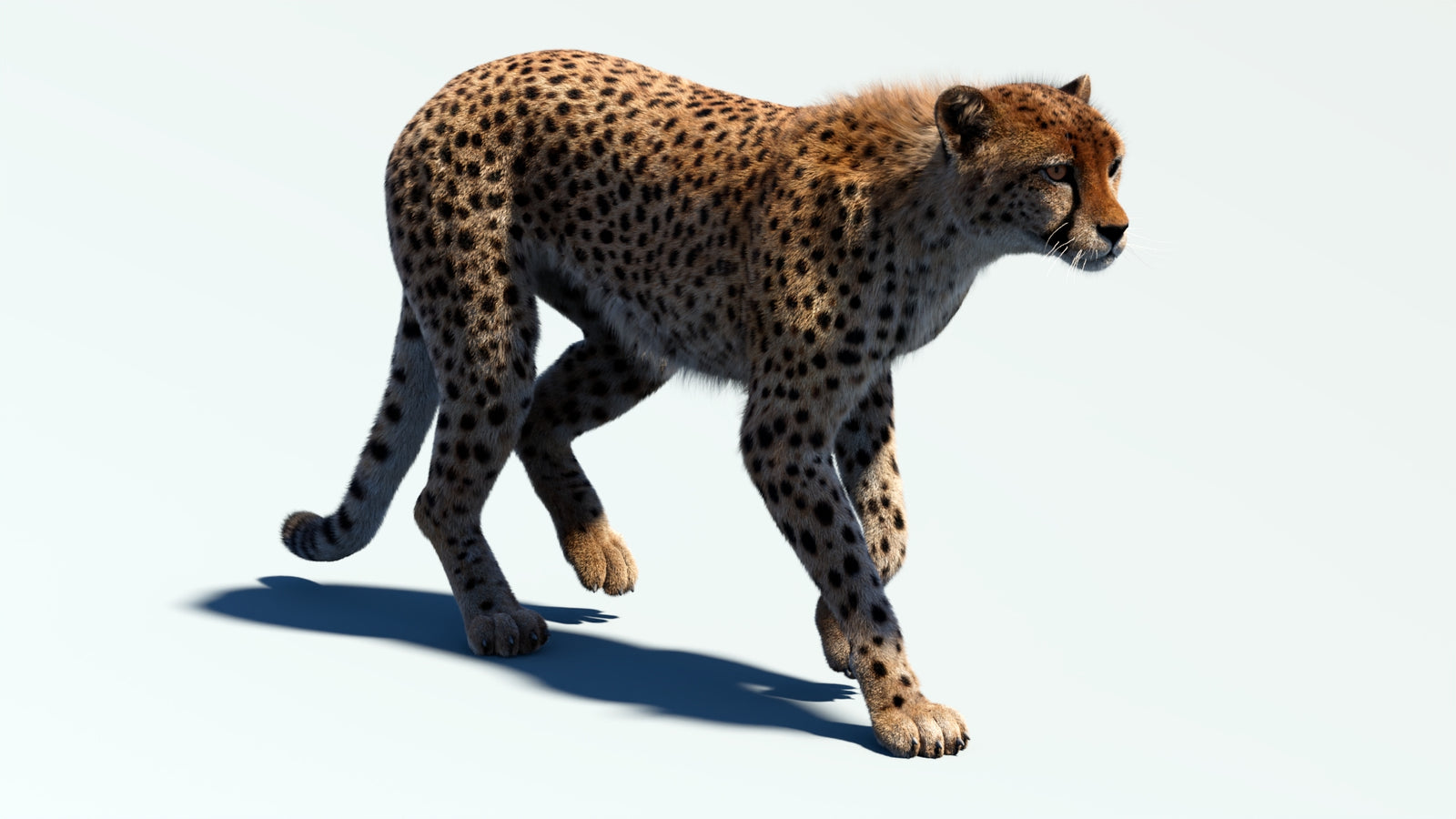 Animated Cheetah 3D Model Fur 360° view 2 frame 6