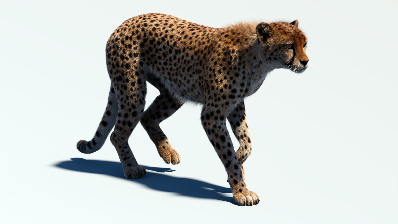 Animated Cheetah 3D Model Fur 360° view 2 frame 7