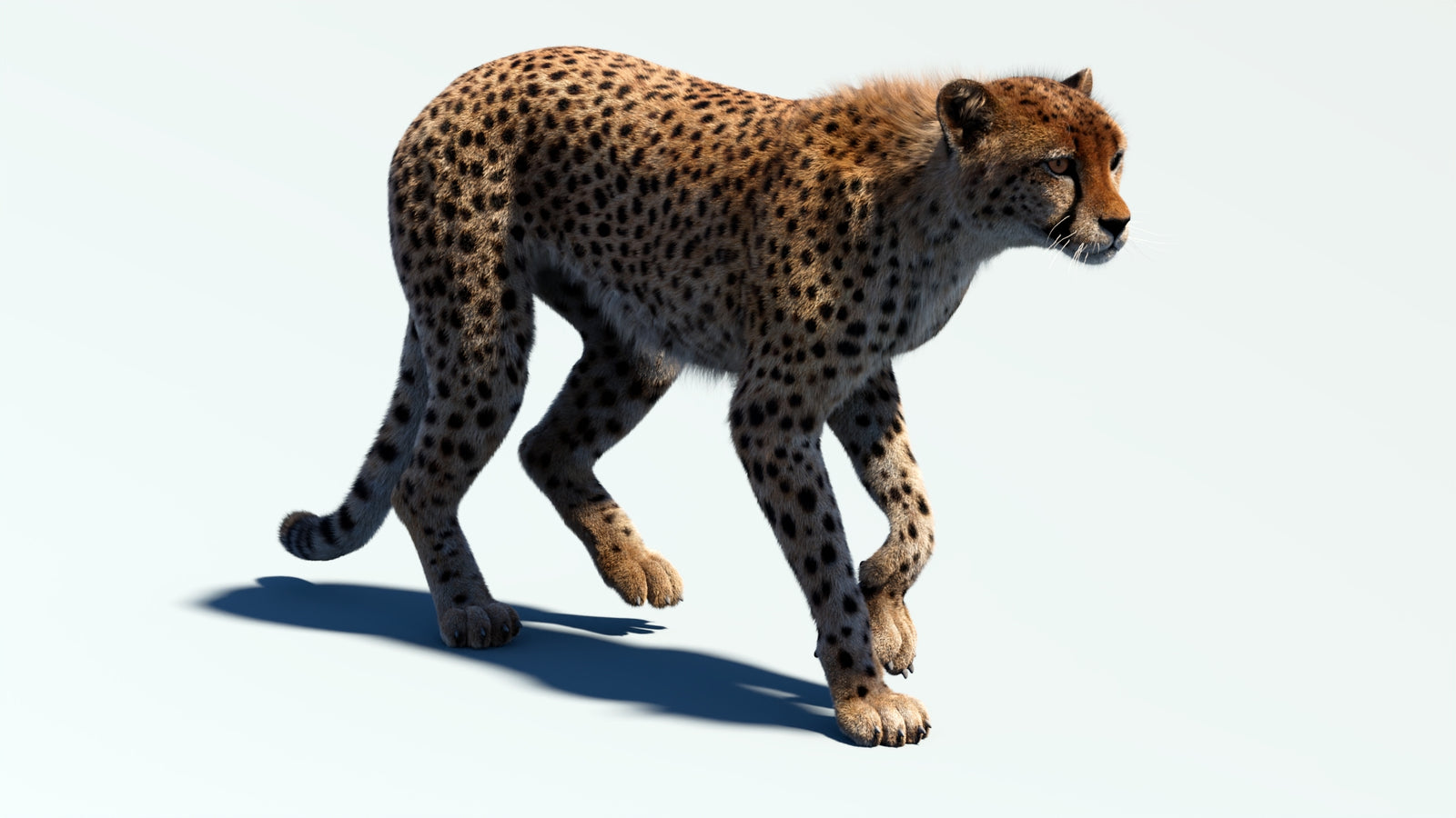 Animated Cheetah 3D Model Fur 360° view 2 frame 8
