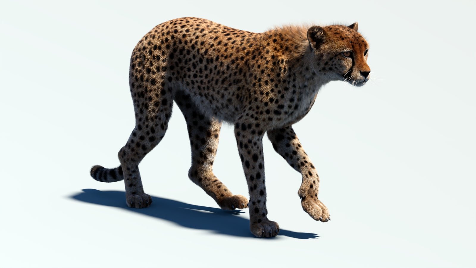 Animated Cheetah 3D Model Fur 360° view 2 frame 12