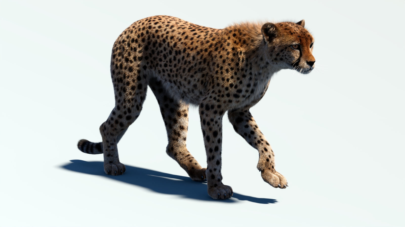 Animated Cheetah 3D Model Fur 360° view 2 frame 13