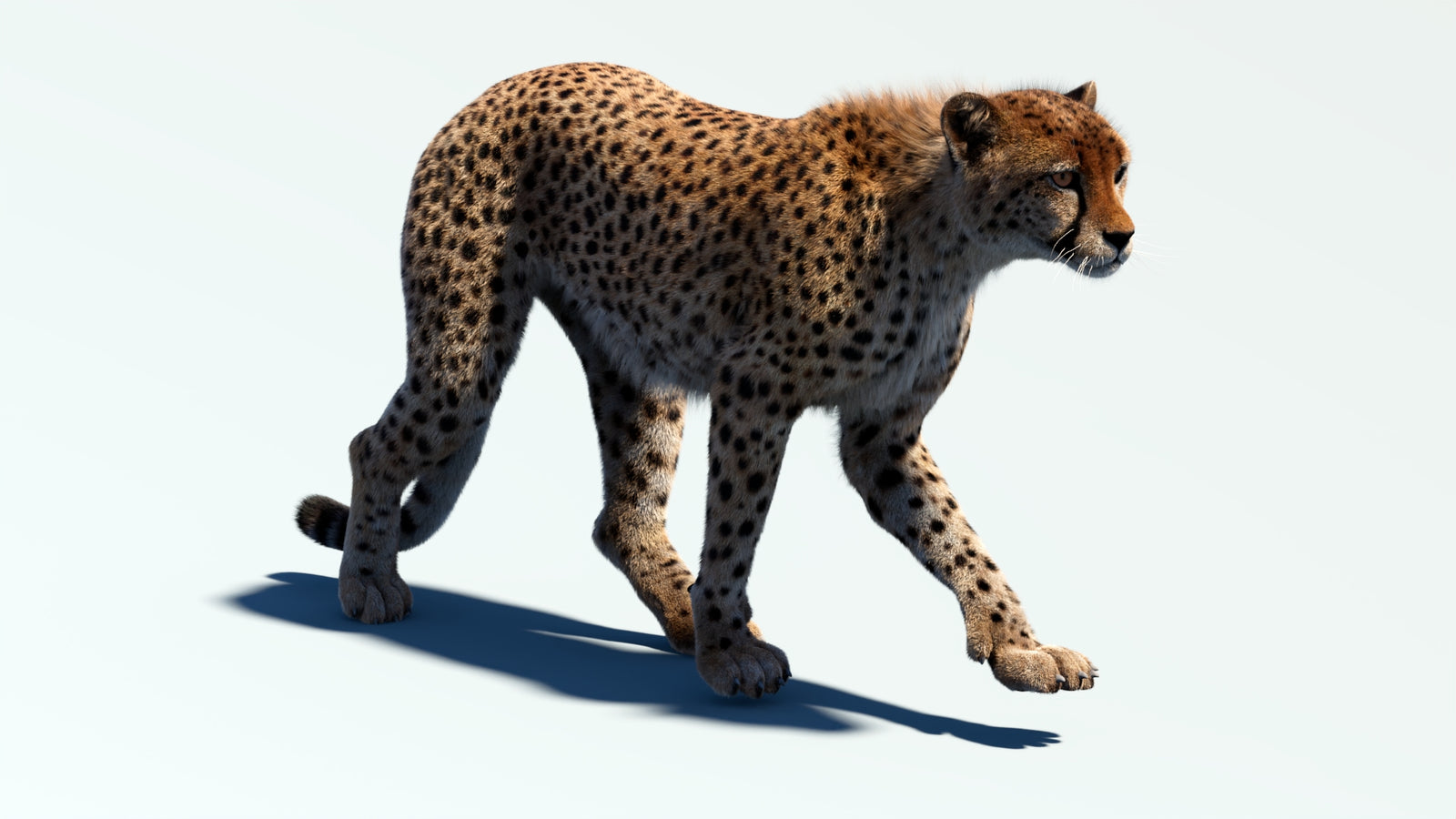 Animated Cheetah 3D Model Fur 360° view 2 frame 16