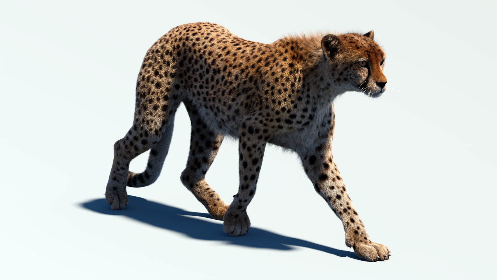 Animated Cheetah 3D Model Fur 360° view 2 frame 20