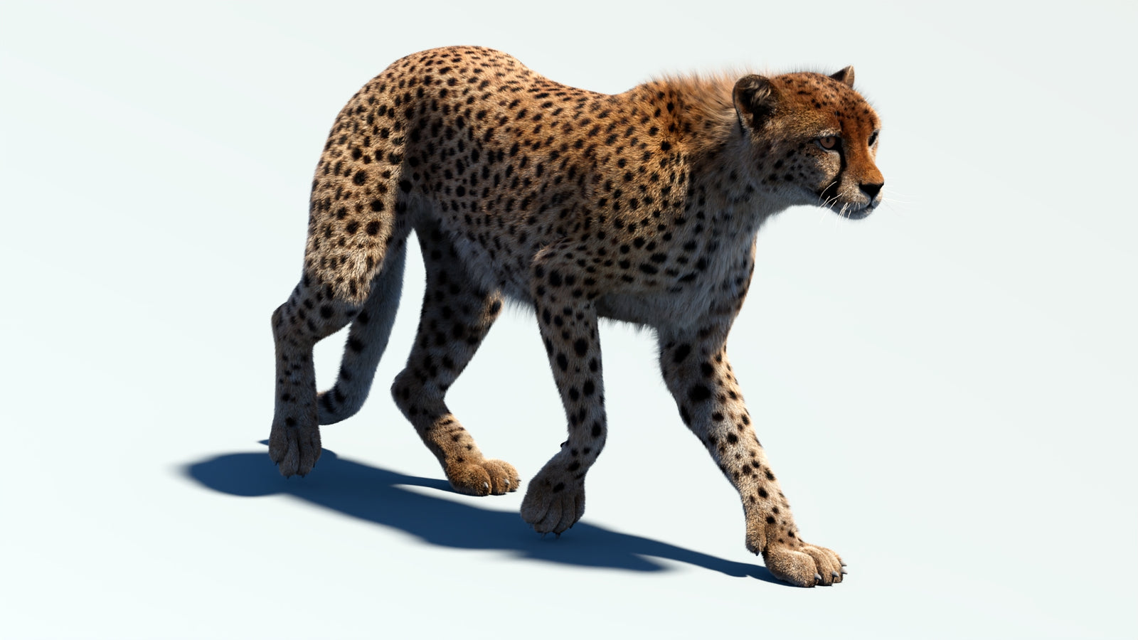Animated Cheetah 3D Model Fur 360° view 2 frame 23