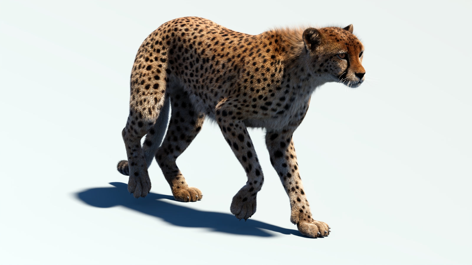 Animated Cheetah 3D Model Fur 360° view 2 frame 26