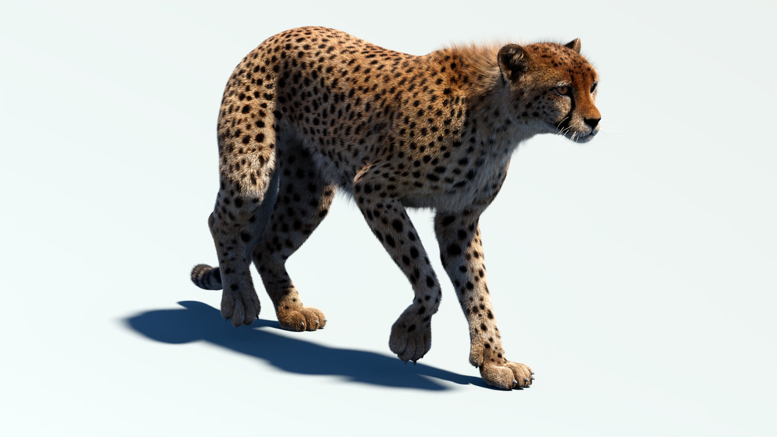 Animated Cheetah 3D Model Fur 360° view 2 frame 27