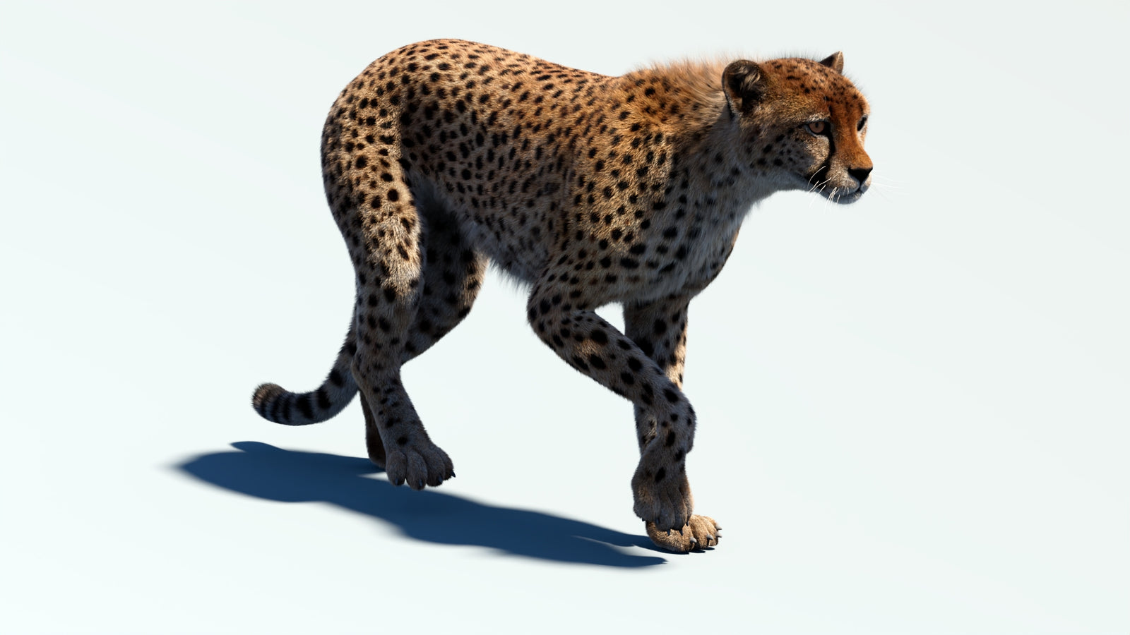 Animated Cheetah 3D Model Fur 360° view 2 frame 31