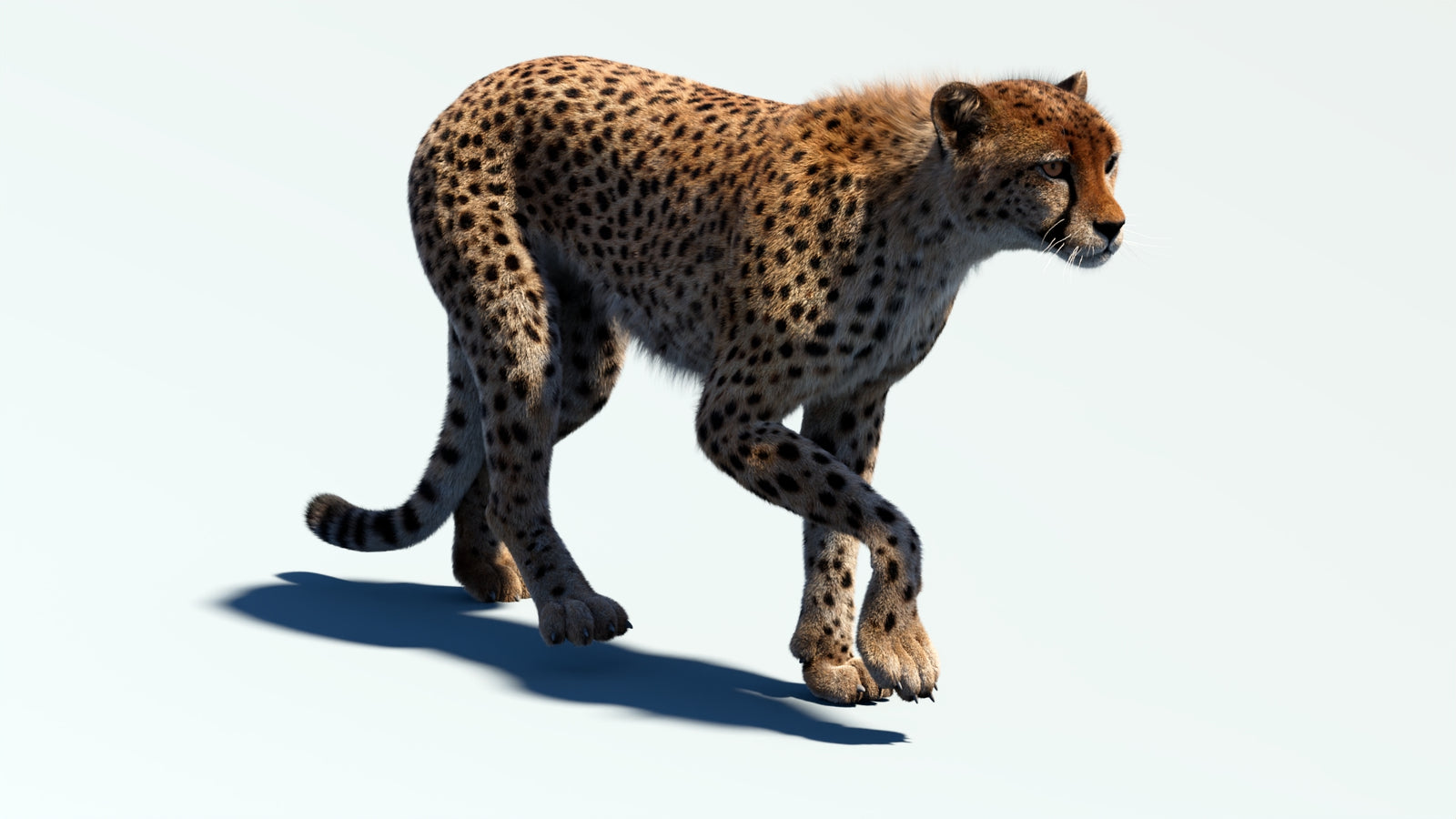 Animated Cheetah 3D Model Fur 360° view 2 frame 33