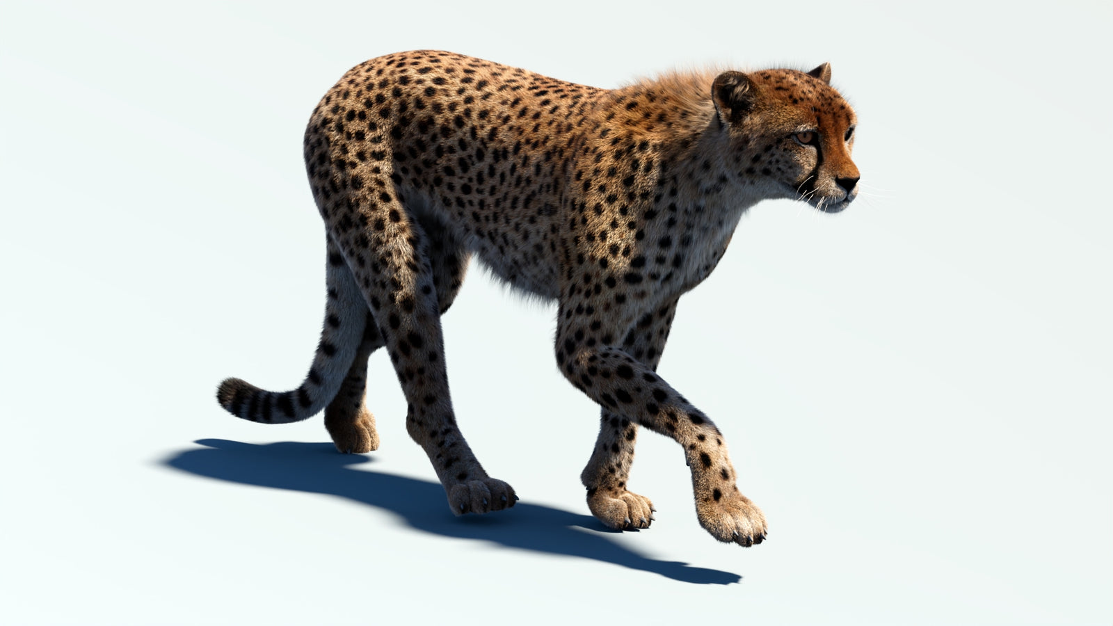 Animated Cheetah 3D Model Fur 360° view 2 frame 36