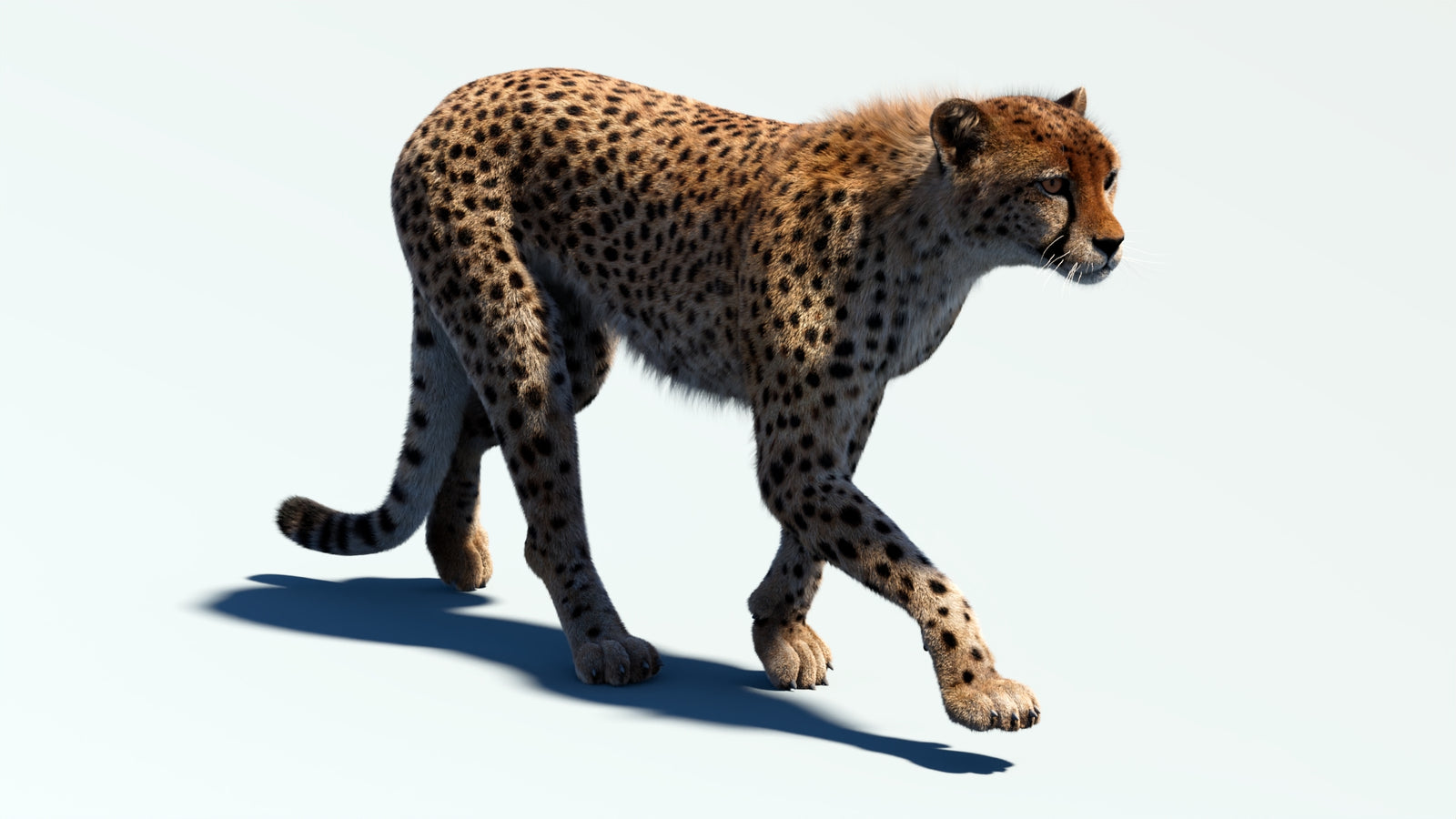 Animated Cheetah 3D Model Fur 360° view 2 frame 38