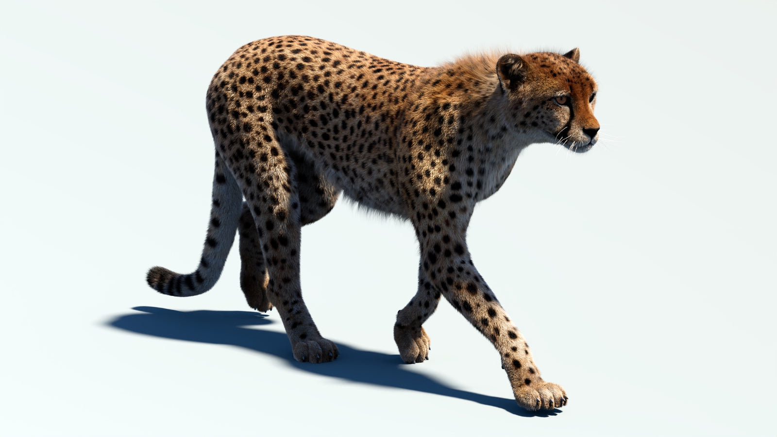 Animated Cheetah 3D Model Fur 360° view 2 frame 40