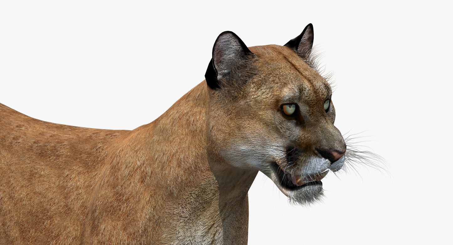 Big Cats 03 3D Model