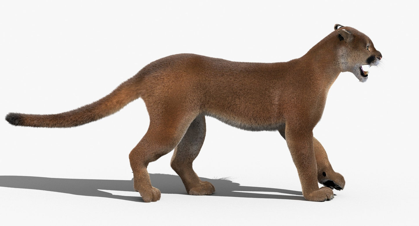 Cougar Animated Fur 3D Model