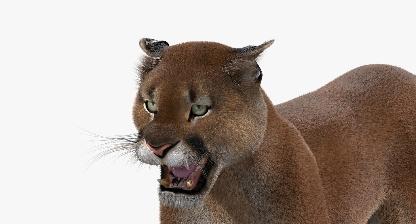 Cougar on a white background