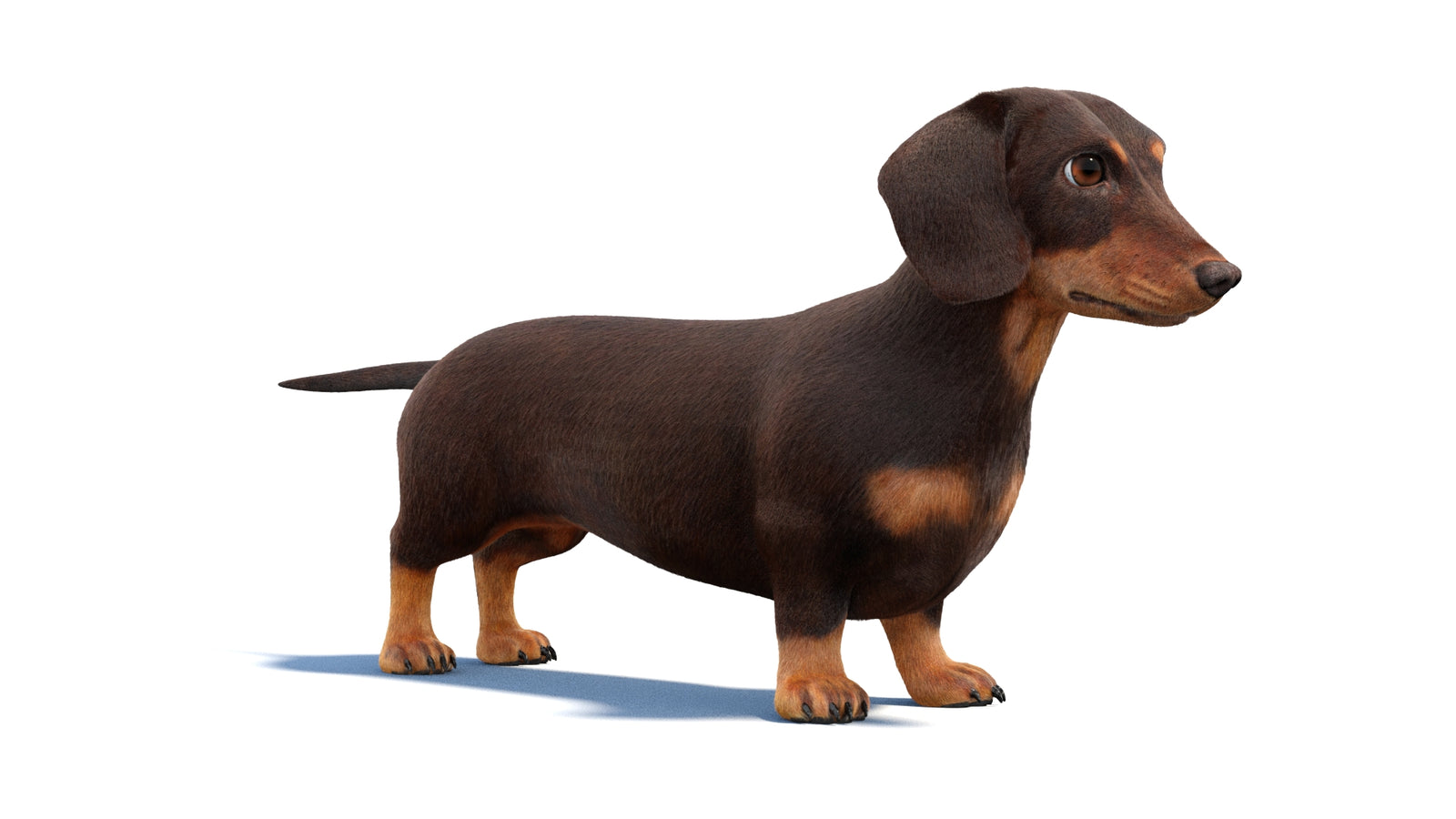 Animated Dachshund Dog 3D Model Fur 360° view 1 frame 2