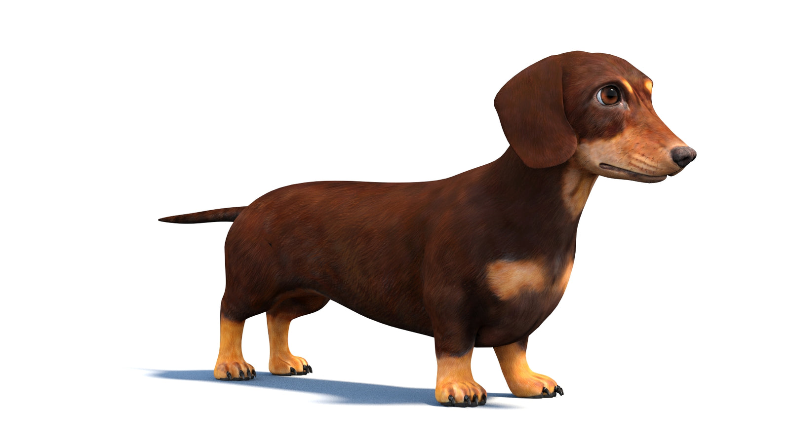 Dachshund Dog 3D Model 360° view 1 frame 2