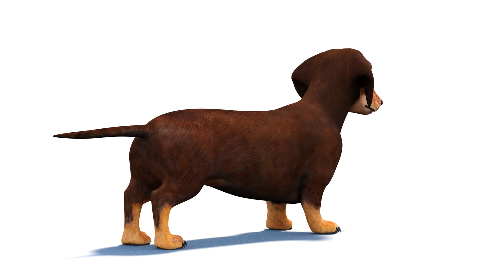 Dachshund Dog 3D Model 360° view 1 frame 11