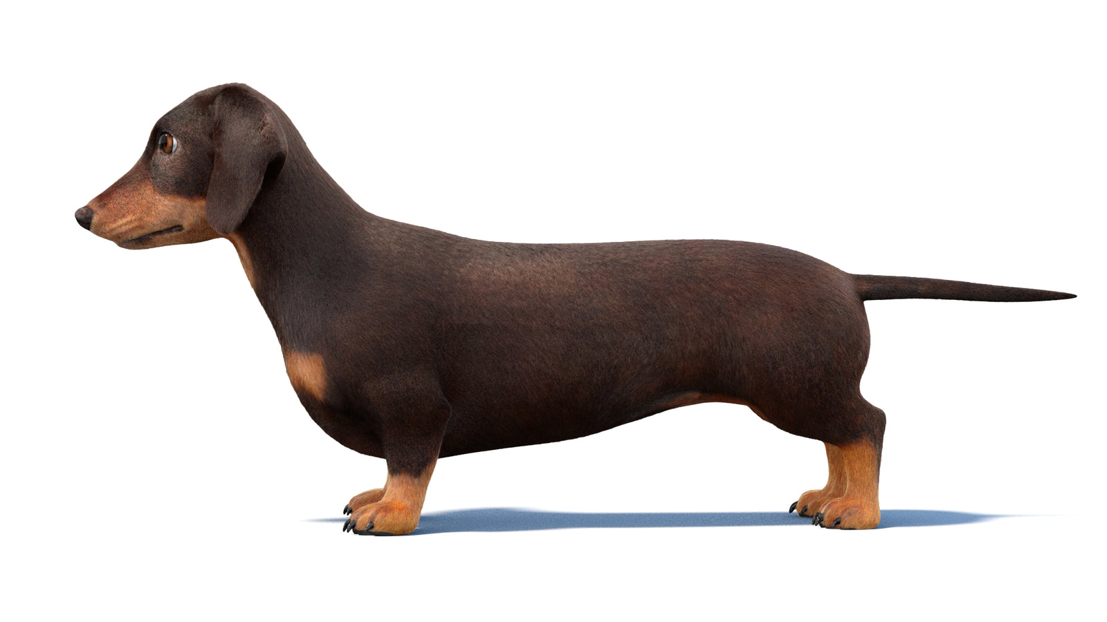 Animated Dachshund Dog 3D Model Fur 360° view 1 frame 24