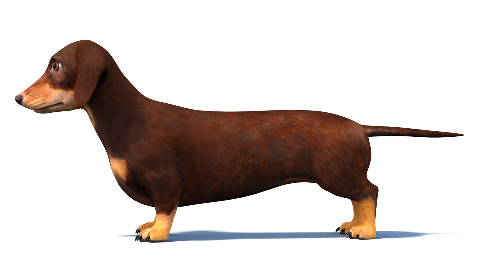 Dachshund Dog 3D Model 360° view 1 frame 25