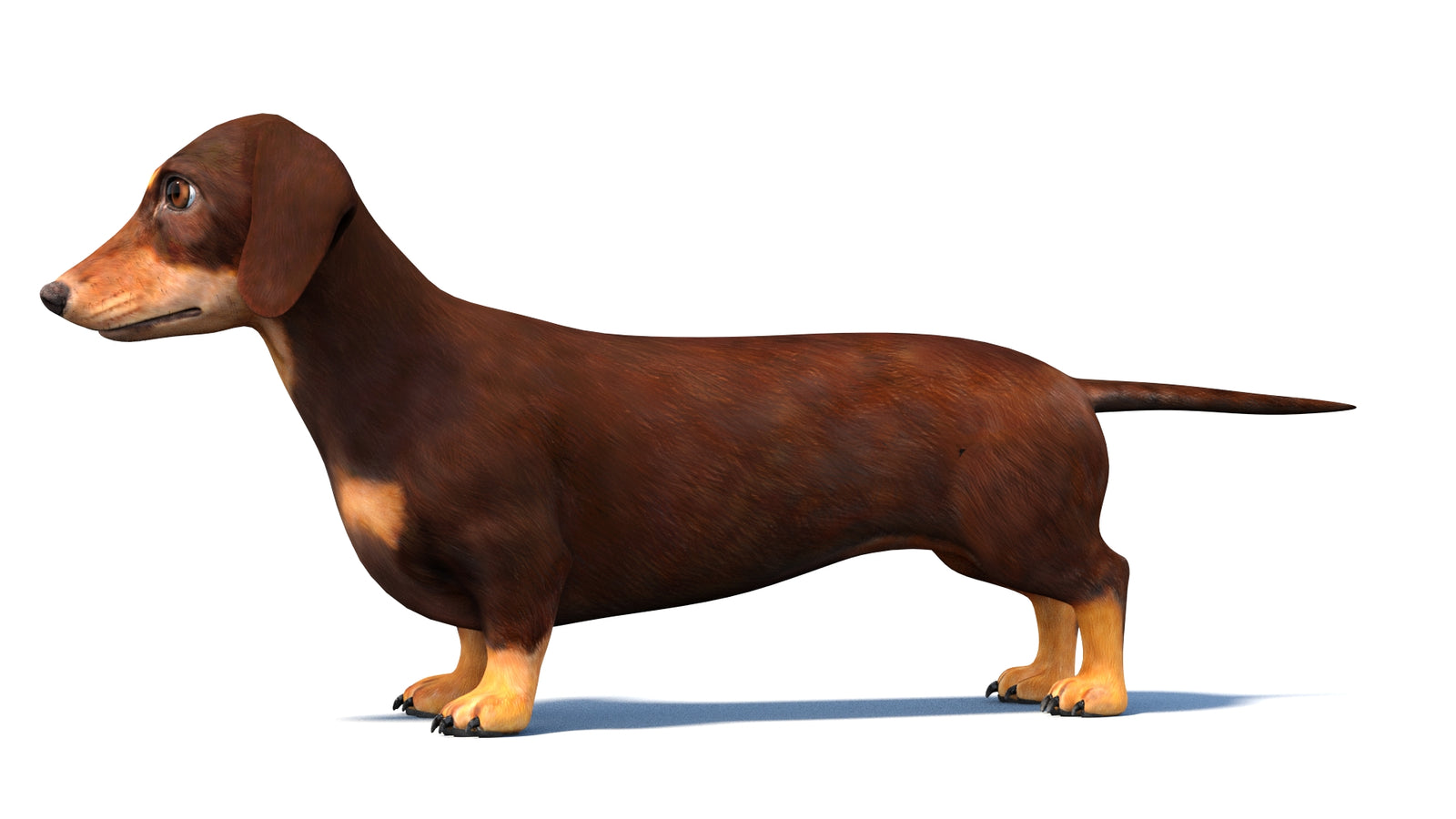 Dachshund Dog 3D Model 360° view 1 frame 26