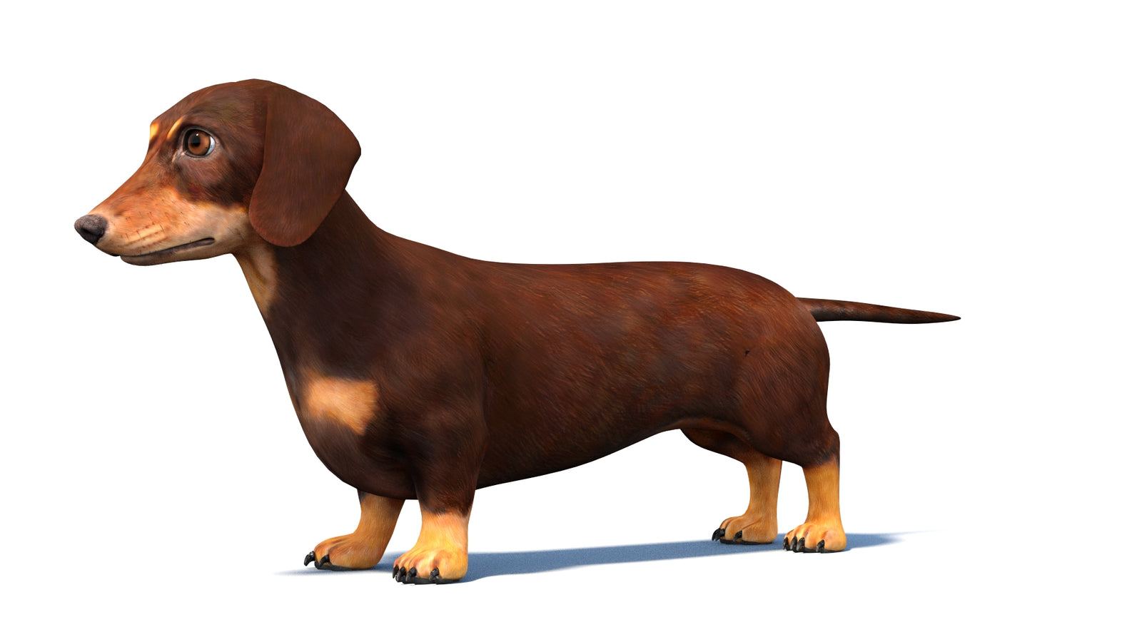 Dachshund Dog 3D Model 360° view 1 frame 28