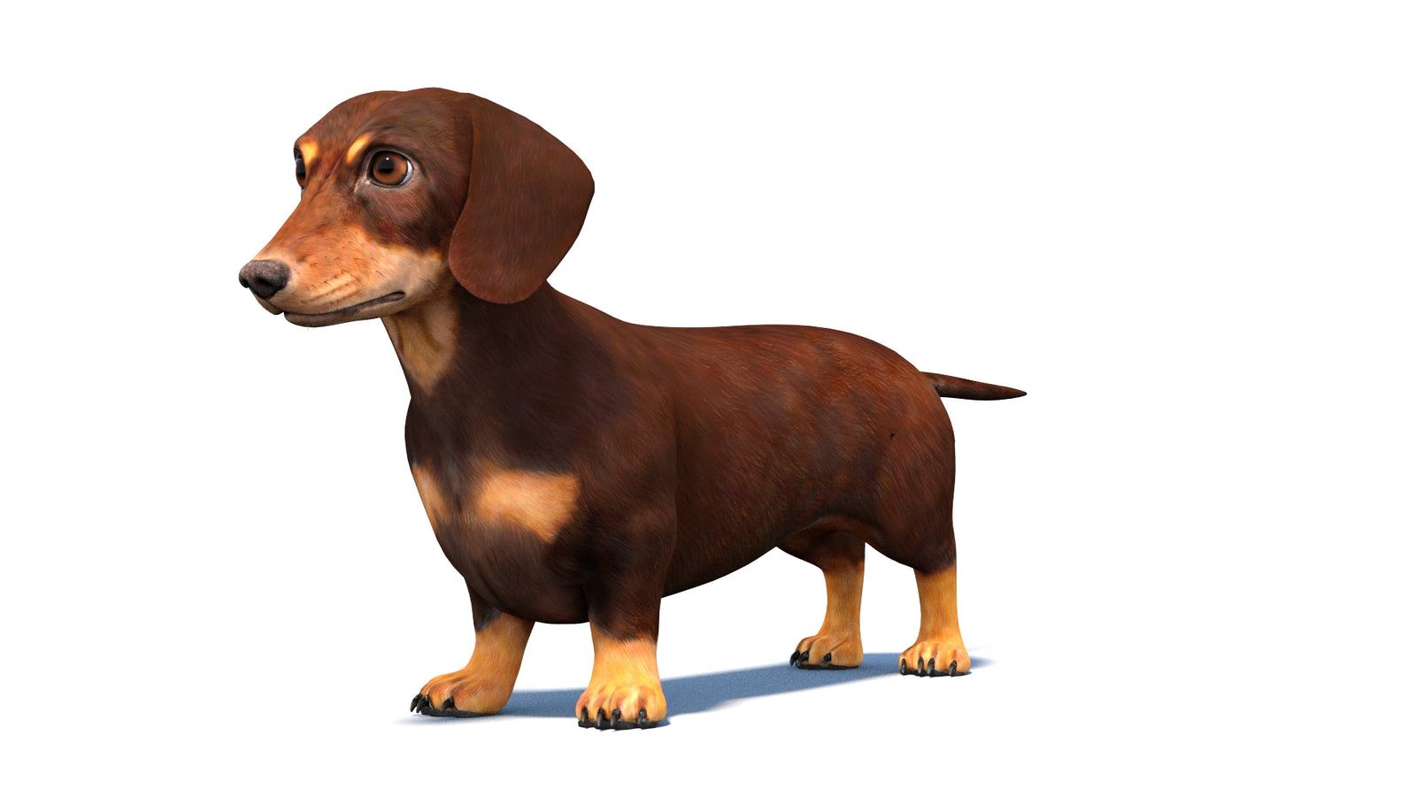 Dachshund Dog 3D Model 360° view 1 frame 30