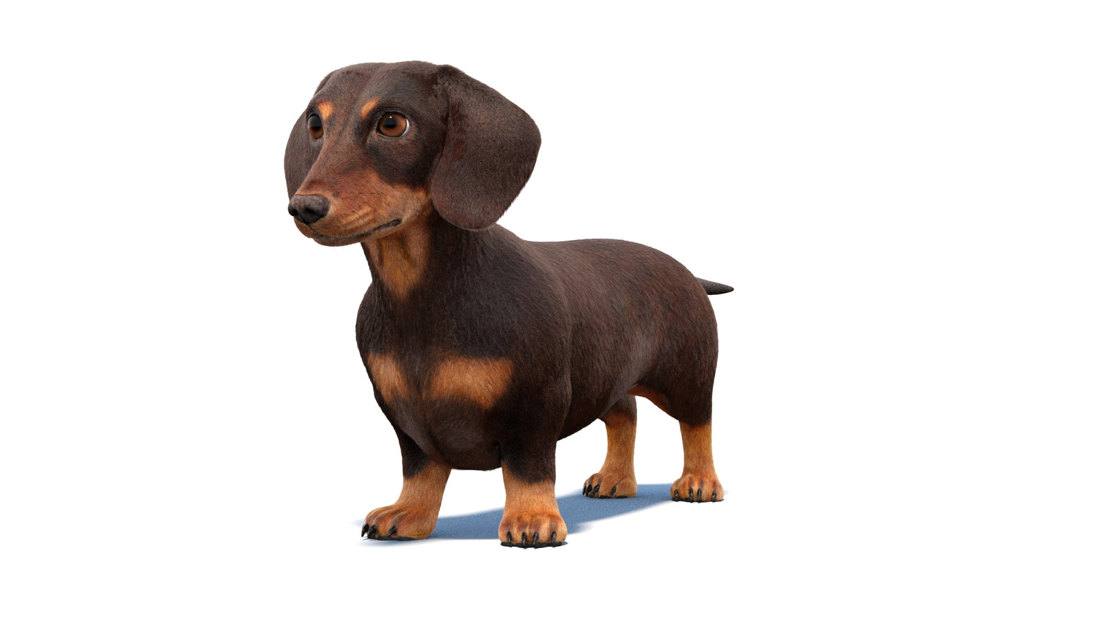 Animated Dachshund Dog 3D Model Fur 360° view 1 frame 29