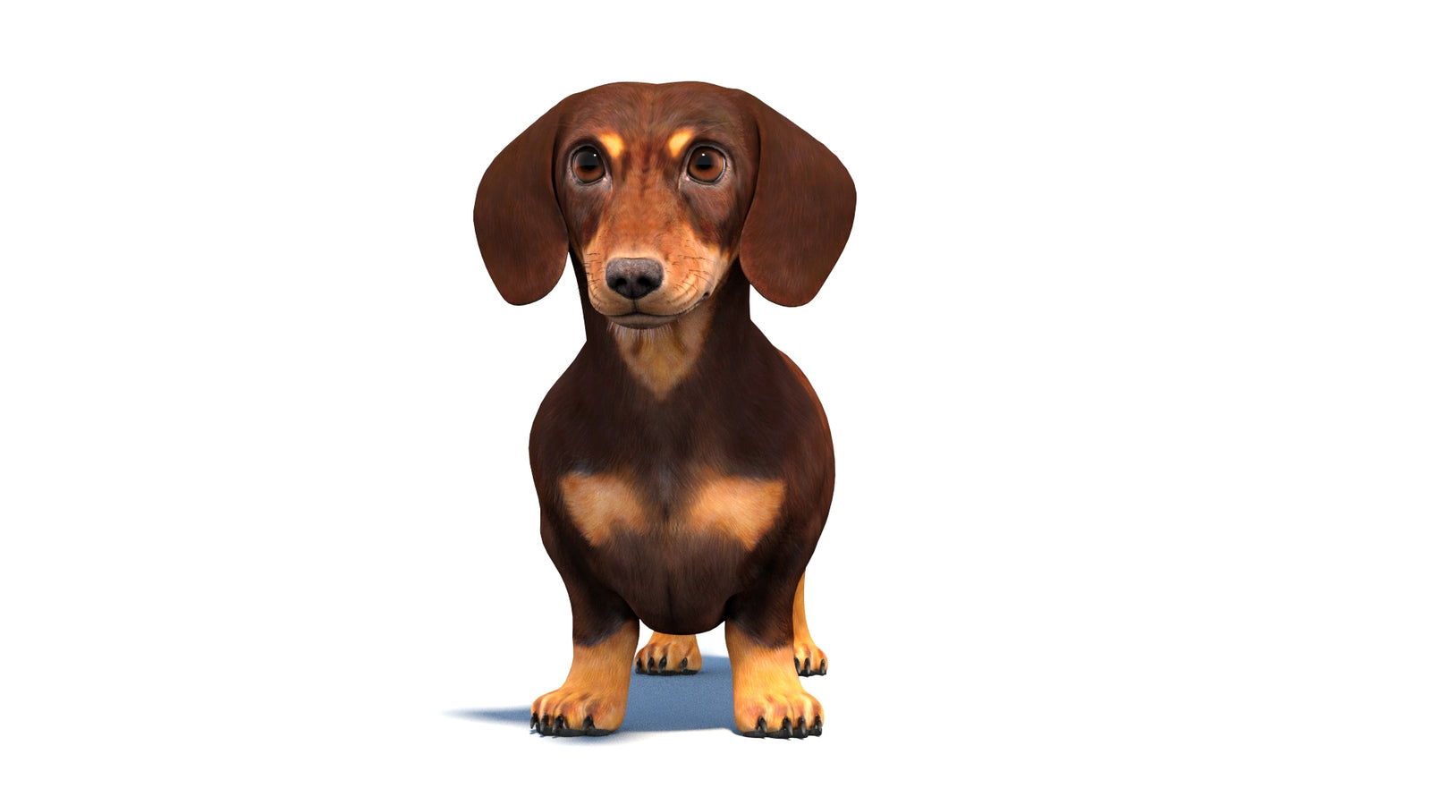 Dachshund Dog 3D Model 360° view 1 frame 33
