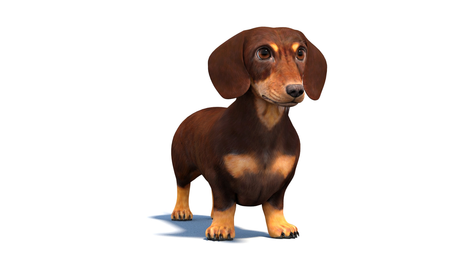 Dachshund Dog 3D Model 360° view 1 frame 35