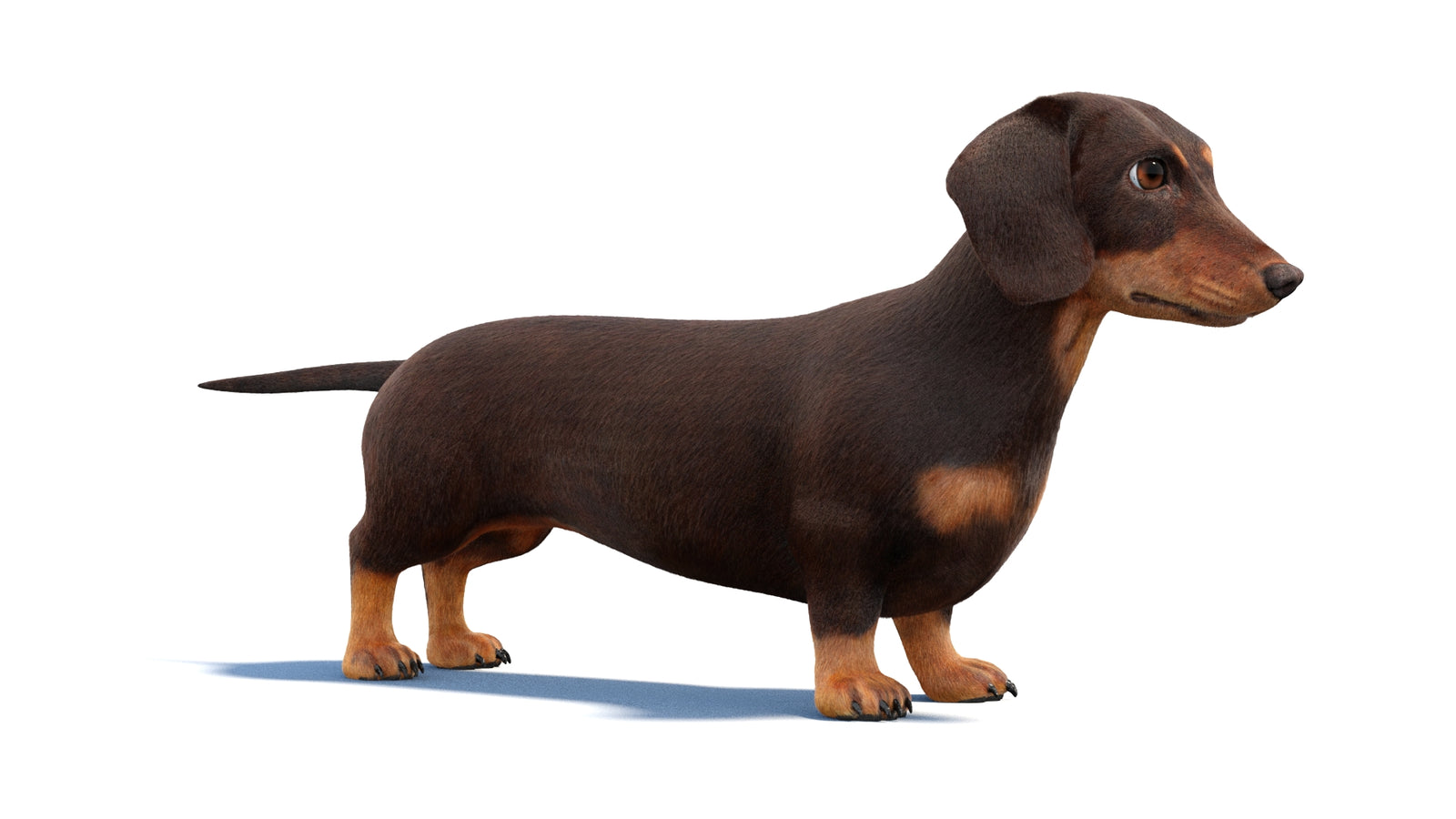 Dachshund Dog 3D Model Fur 360° view 1 frame 3
