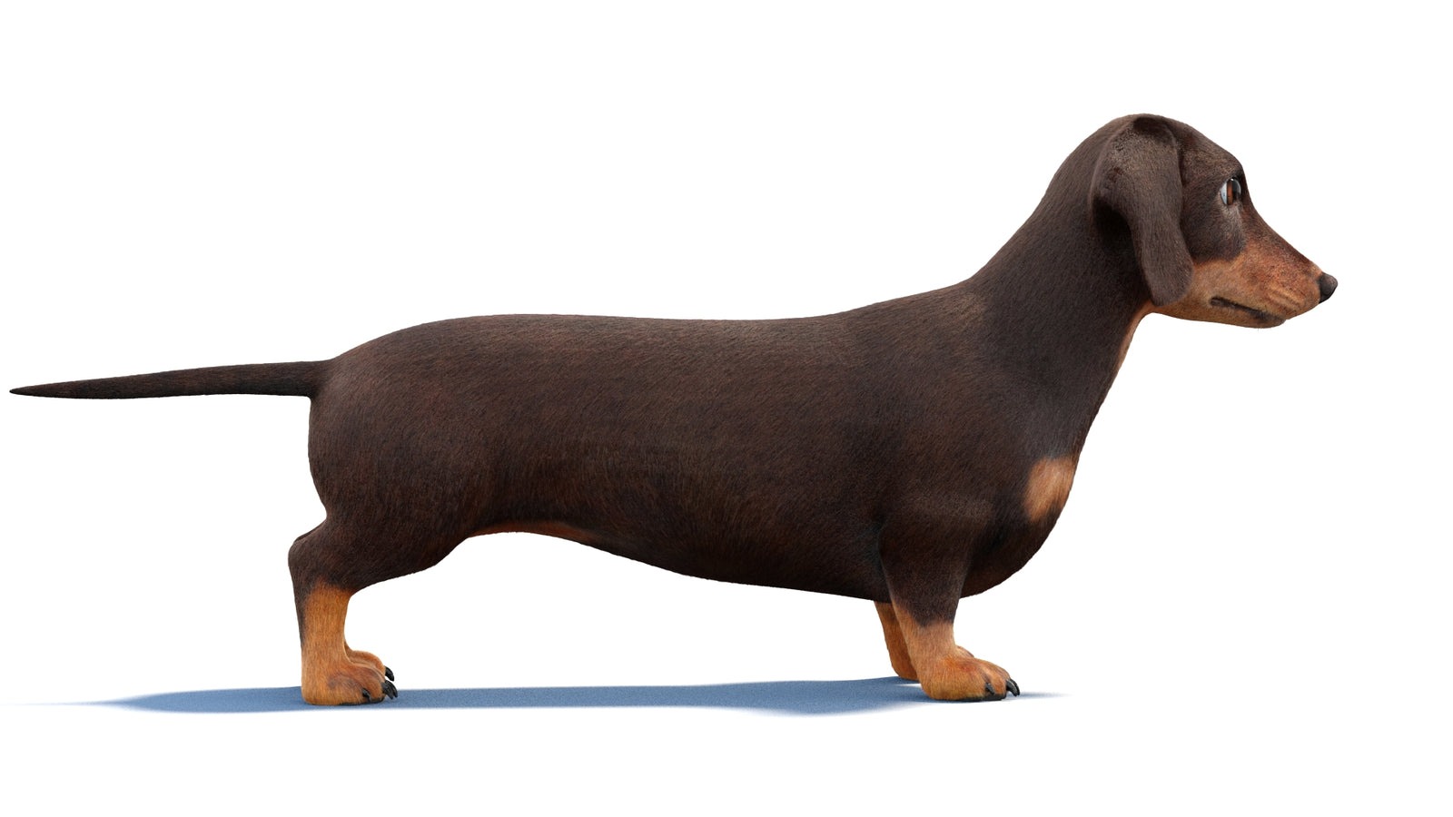 Dachshund Dog 3D Model Fur 360° view 1 frame 7
