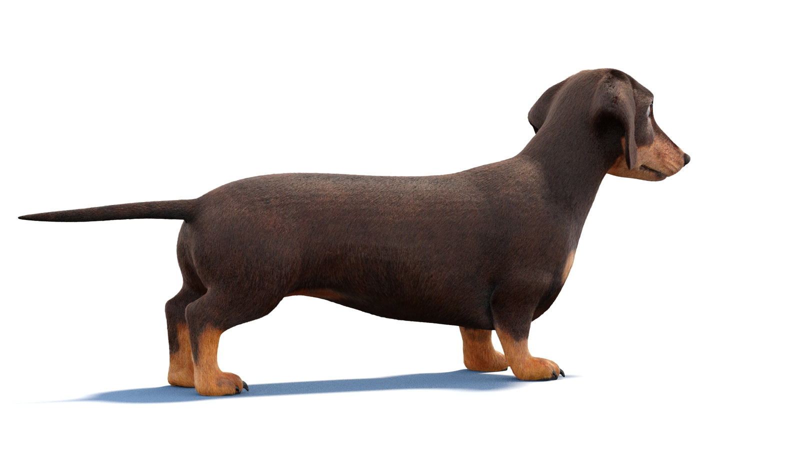 Dachshund Dog 3D Model Fur 360° view 1 frame 9