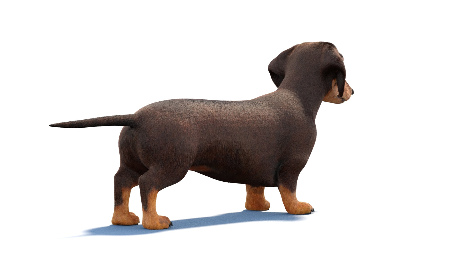 Dachshund Dog 3D Model Fur 360° view 1 frame 11